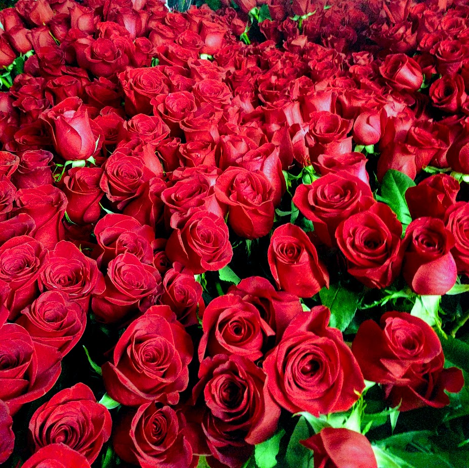 Introducing the Rose Bomb from Exotic Flowers in Boston